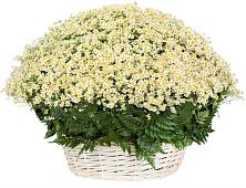 Цветочная композиция из Ромашки в корзине #REPLACE_PRED# Пильне